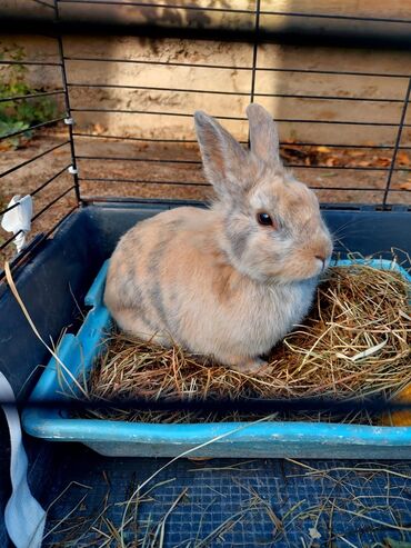 купить кролик декоративный: Продаю декоративного кролика Самец Для кролика имеется клетка,поилка и