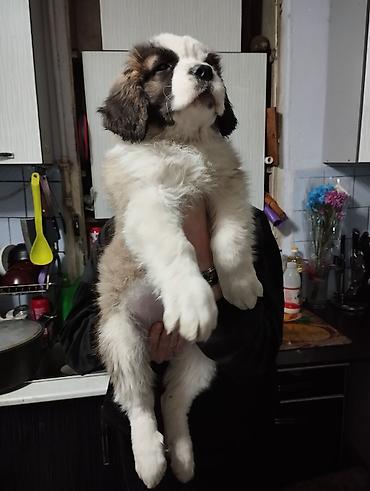 Продажа собак: Сенбернар, 3 месяца, Самка — 3