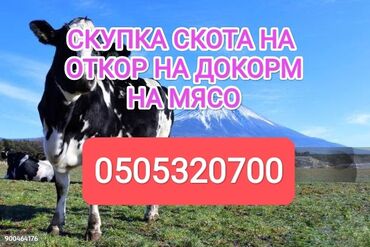 дом для животных: Куплю | Коровы, быки, Лошади, кони | На откорм, Откормленные