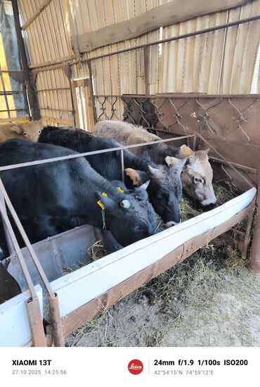 Коровы, быки: Продаю | Бык (самец) | Ангус, Алатауская, Бельгийская | На откорм, На забой, Для разведения | Не стельные