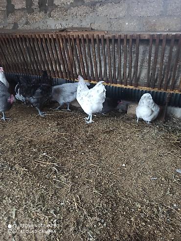 atlar: Toyuq, Australorp, Damazlıq, Ünvandan götürmə, Ödənişli çatdırılma — 8