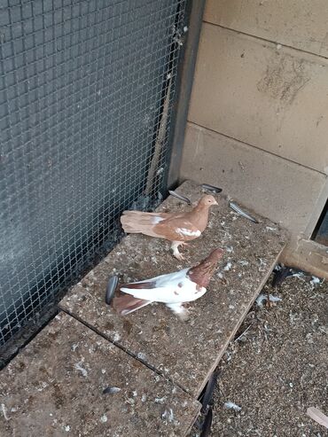 Göyərçinlər: Şəkillərin hamısına baxın. hər cinsdə quşlar satılır . qiymət biri — 19