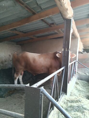 продаю связи с переездом: Сатам | Бука (эркек) | Көбөйтүү үчүн | Жасалма жол менен боозутуу