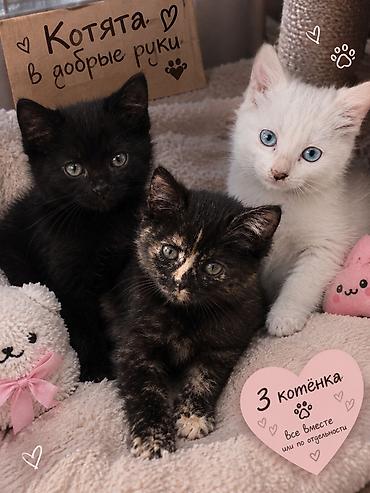 животные котята: Котята в добрые руки Три ласковых малыша: - белый с голубыми глазами; — 1