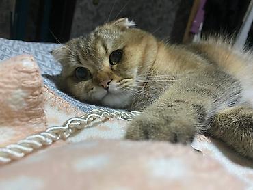 pişik şotlan: Şotland, Erkək, Cütləşmə üçün, Ünvandan götürmə — 3