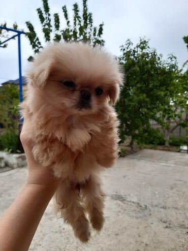 İtlər: Pekines, 2 ay, Dişi