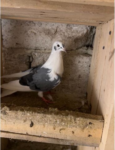 Göyərçinlər: Göy nişanlar ağlar 30dan coxdu balalarnan hamisi 10azn den abtavoy — 5