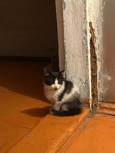 возьму кота: СРОЧНО!! Отдам котят в хорошие руки(бесплатно) Мальчик(верно-белый)