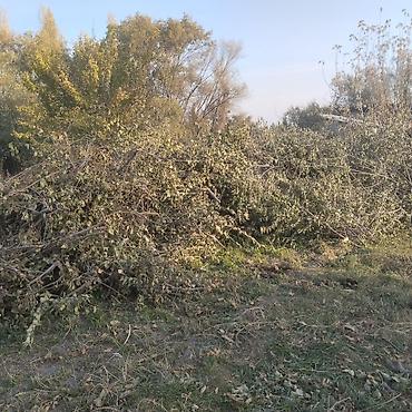 канистра 20л пластиковые: Дрова Фруктовая древесина — 1