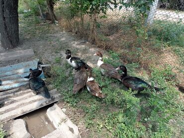 животные в добрые руки: Продам индоутки, большим уже 2 месяца, а маленькие по 1,5 месяца, цена