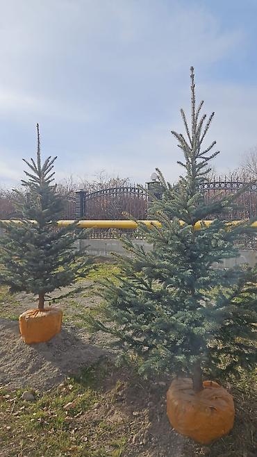 Другие товары для дома и сада: Голубой ель. Тянь-шаньский ель.береза,Пихта,Сосна, сатылат — 13