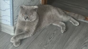 шотландские котята в баку: Naşli işem xozyaina,v rayone park zorqe