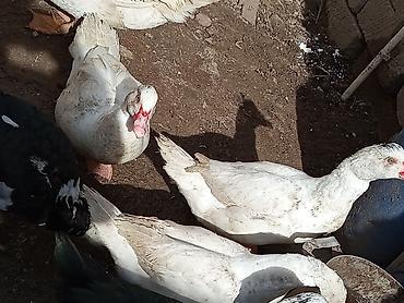 Ördəklər: Kom şeklinde SATLİR Erkey 2 denedi 10 dişi di tecılı satlir erkeyler — 26