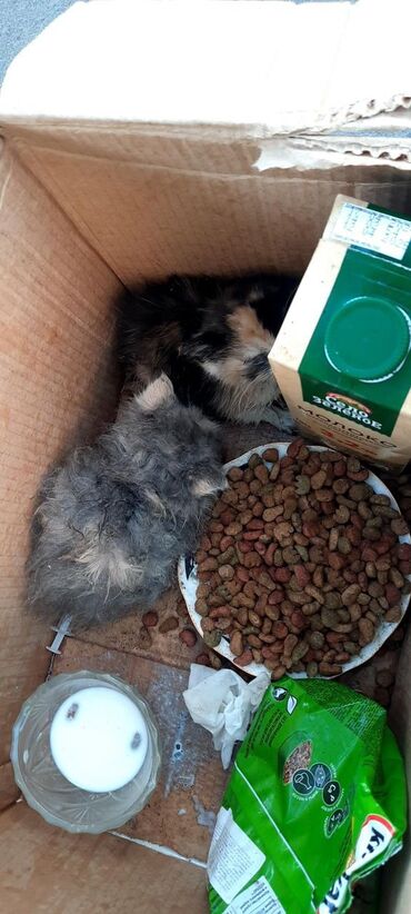 шатландский кошка: Здравствуйте, в районе Чуй/Набережная на остановке оставили коробку с