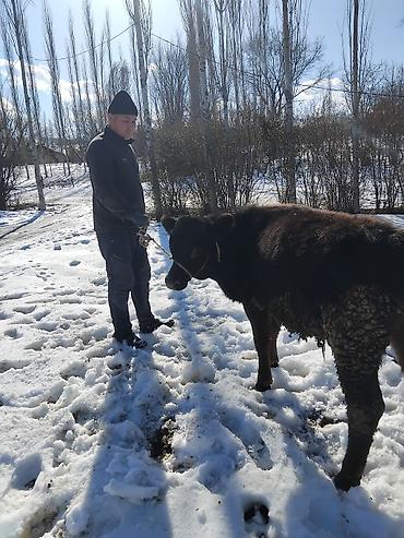 Коровы, быки: Продаю | Бык (самец) | Полукровка | На откорм — 19