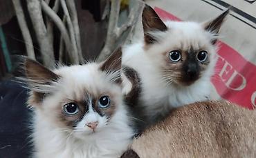 Продажа кошек: Сиамские котята — 2