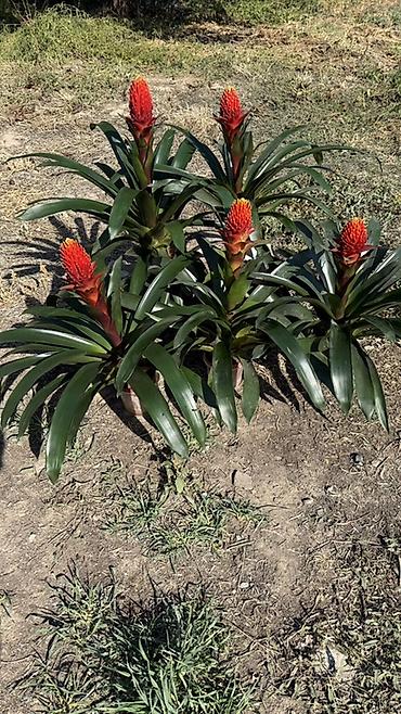 үй гүлдөрү: Комнатные растения в горшках - Спатифиллум (Spathiphyllum): пышные — 4