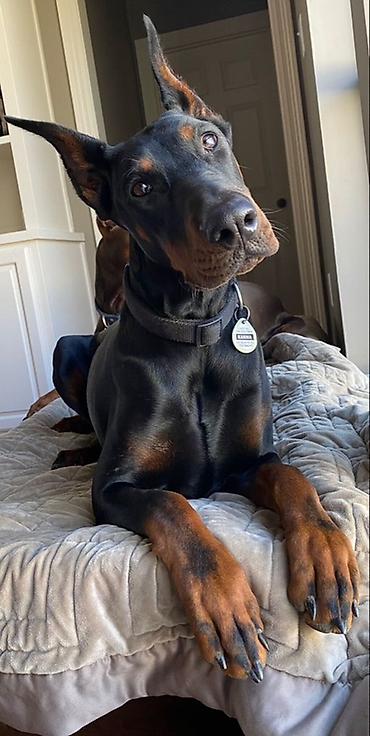 pug it: Doberman, 6 ay, Peyvəndli — 1