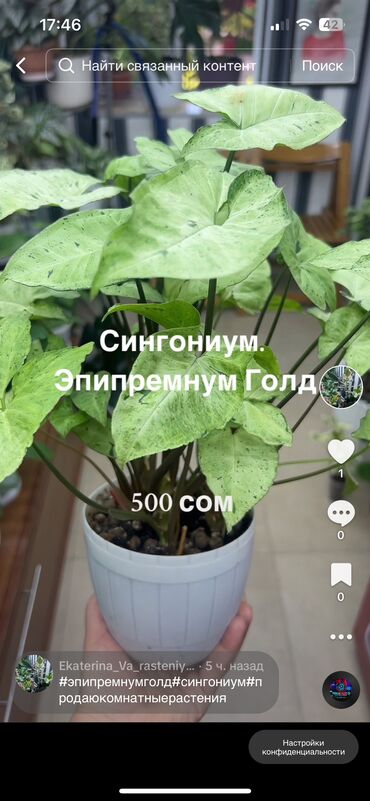 сансевьера комнатное растение: Продаю свои комнатные растения. Все растут в хорошем грунте . Растения