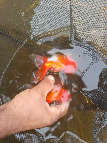 Akvariumlar: Oranda 2 quyruq qiyməti 2 manat 4 quyruq qiyməti 3 manat. Ünvan — 12