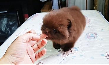 🐻 Сладкая мимишная плюшевый медвежонок — шоколадная девочка
