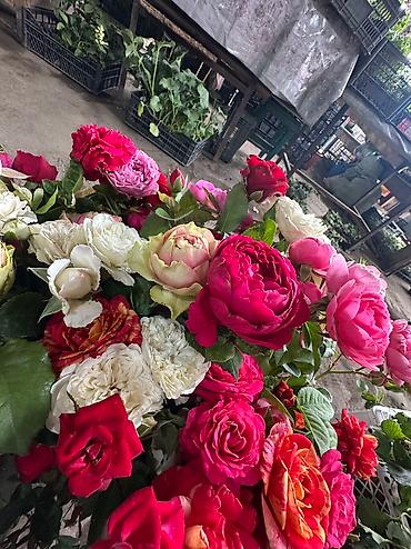 Другие садовые цветы и кустарники: Корни роз элитные сорта гарантия 100 % кустовые бардюрные спрей мини — 7