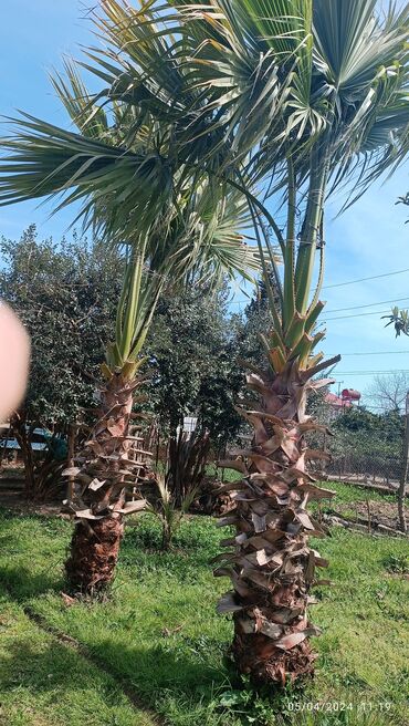 palma agaci satisi: Her iki ağac satılır uzunluğu 2.20 m