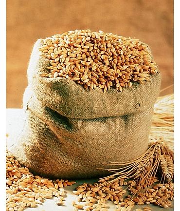 Куплю с/х животных: Продам чистый ячмень в розницу и оптом! — 2