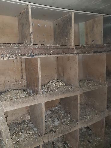 yuvası: Quş yuvaları və kiçik quşxana - Material: taxta karkas, arakəsməli — 7