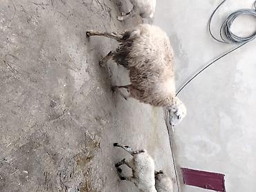 Qoyunlar, qoçlar: Qoyun və quzular – təsərrüfat üçün hazır sürü - Növ: yerli — 7