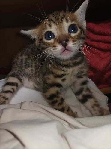 котята породистые: Бенгальская, 1 месяц, Девочка, Приучена к лотку — 6