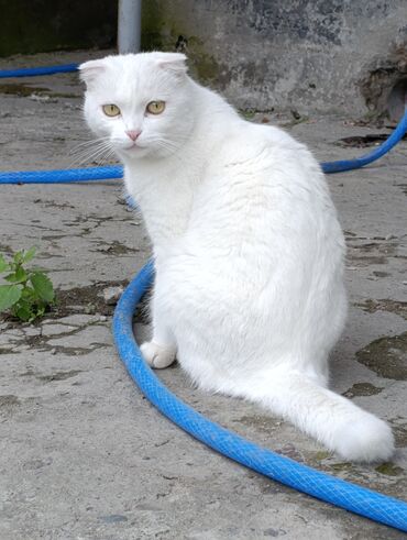 переноски для животных: Отдам в добрые руки. Белая кошка, стерилизованная(котят не будет)