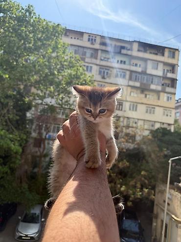 Pişiklər: Britan, Yaxşı əllərə — 3