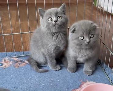 Pişiklər: Britan — 4