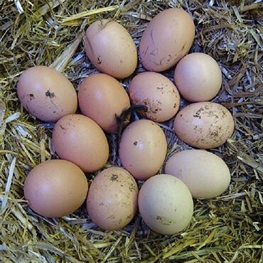 brama yumurta: Əsl təbi̇i̇ kənd toyuğu yumurtasi❗ ekoloji təmiz✅ tam sağlam✅