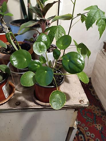 Диффенбахии: Диффенбахия и денежное дерево (толстянка) в горшках Что предлагается — 13