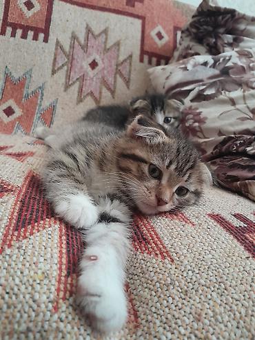 pisik sinsila: Şotland yastı qulaq, Yaxşı əllərə — 5