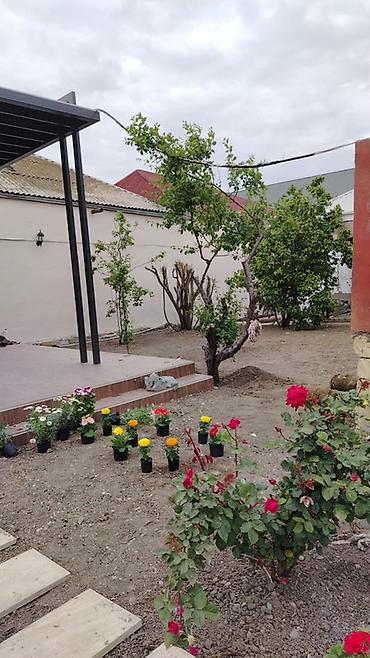 akvaryum bitkileri: Məhsul: Qızılgül və dekorativ gül kolları (qablarda) Təsvir: - — 2