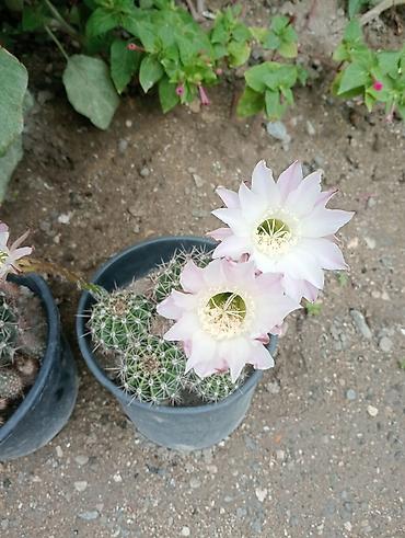 heyet gulleri ve adlari: Çiçəkli kaktus – Echinopsis (saksıda) - Növ: Echinopsis (lobivioid — 4