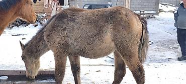 Лошади, кони: Продаю | Жеребенок | Рабочий — 7