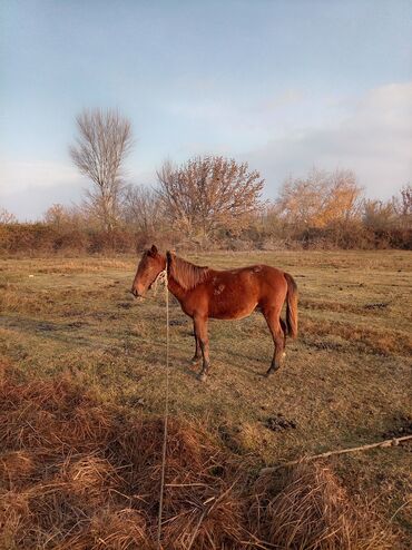 Atlar: Erkək, il: 2, Ünvandan götürmə — 7