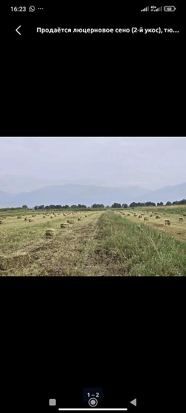 сена для животных: Люцерновое сено, 2-й укос. Тюки малые прямоугольные, плотная вязка — 1