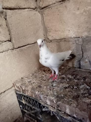 göyərçin şəkli: Salam Aleykum Quşdar satılır sağlam heyvanlardı hopdum satılır 15m ağ — 1