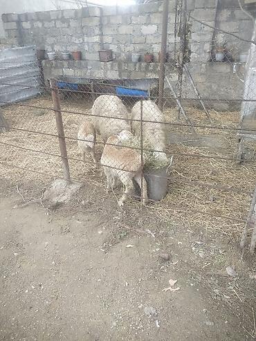 Qoyunlar, qoçlar: Qoyun və quzular - Cins: yerli ətlik/yunlu tip (şəkillərdə ana — 4