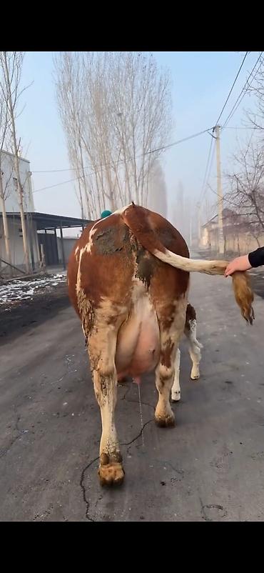 Inəklər, öküzlər: Simental tipli sağmal inək buzağı ilə birlikdə. Xüsusiyyətlər: - — 4