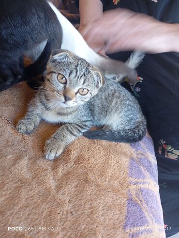 кыз дар нет: --- ✨ Сдаются в добрые руки котята! 🐾 Шотландские вислоухие – 2 малыша at lalafo.kg кыз дар нет: --- ✨ Сдаются в добрые руки котята! 🐾 Шотландские вислоухие – 2 малыша