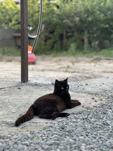 кошка с разными глазами: Кошка даром: Британская короткошёрстная, 8 месяцев, Девочка