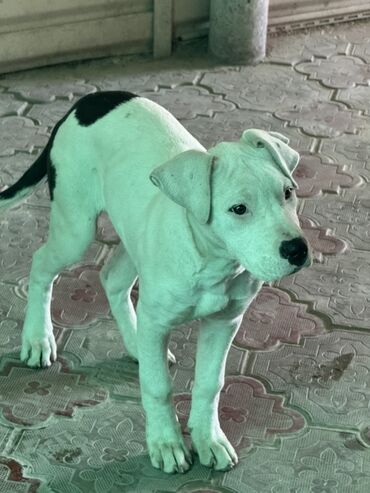 ош алабай: Щенок среднего размера с короткой гладкой шерстью. Окрас