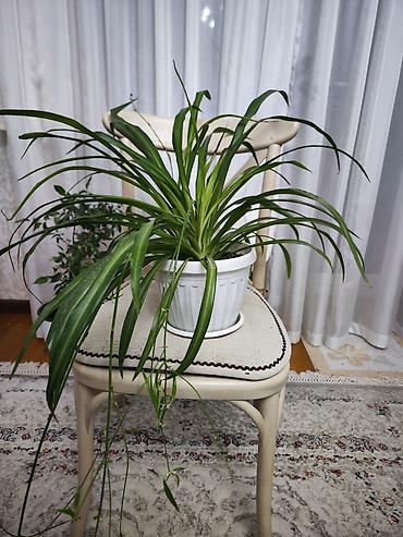 традесканция купить: Традесканция висячая (Tradescantia zebrina) в подвесном горшке + — 9