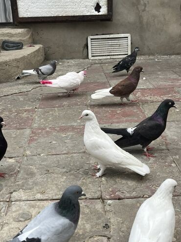 Salam gorduyvuz qusdar satilir her qusun oz qiyçeti var unvan sabuncu